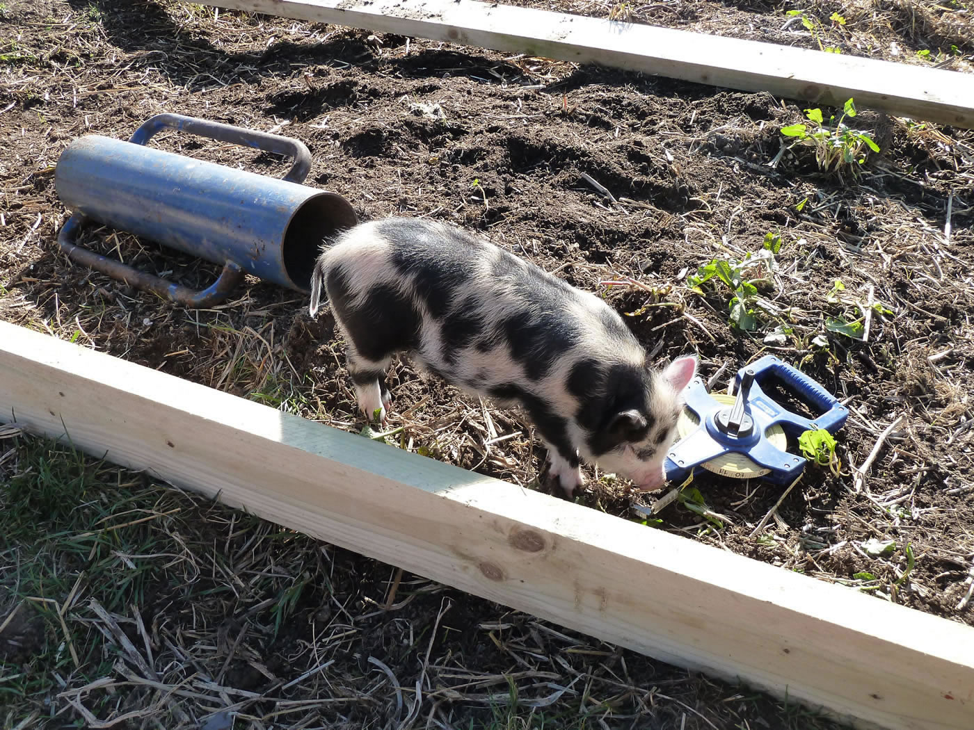 Picture of our pet pig helping out with the construction of his new outdoor run.
