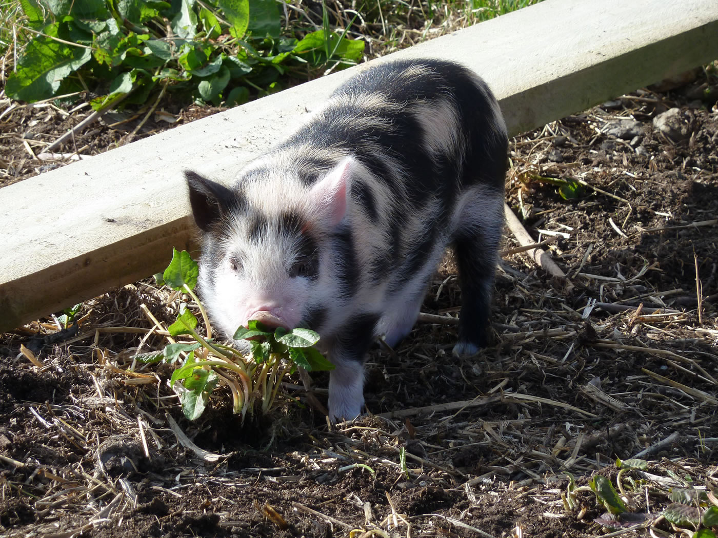 Picture of our pet pig smelling plants to see if they smell edible.