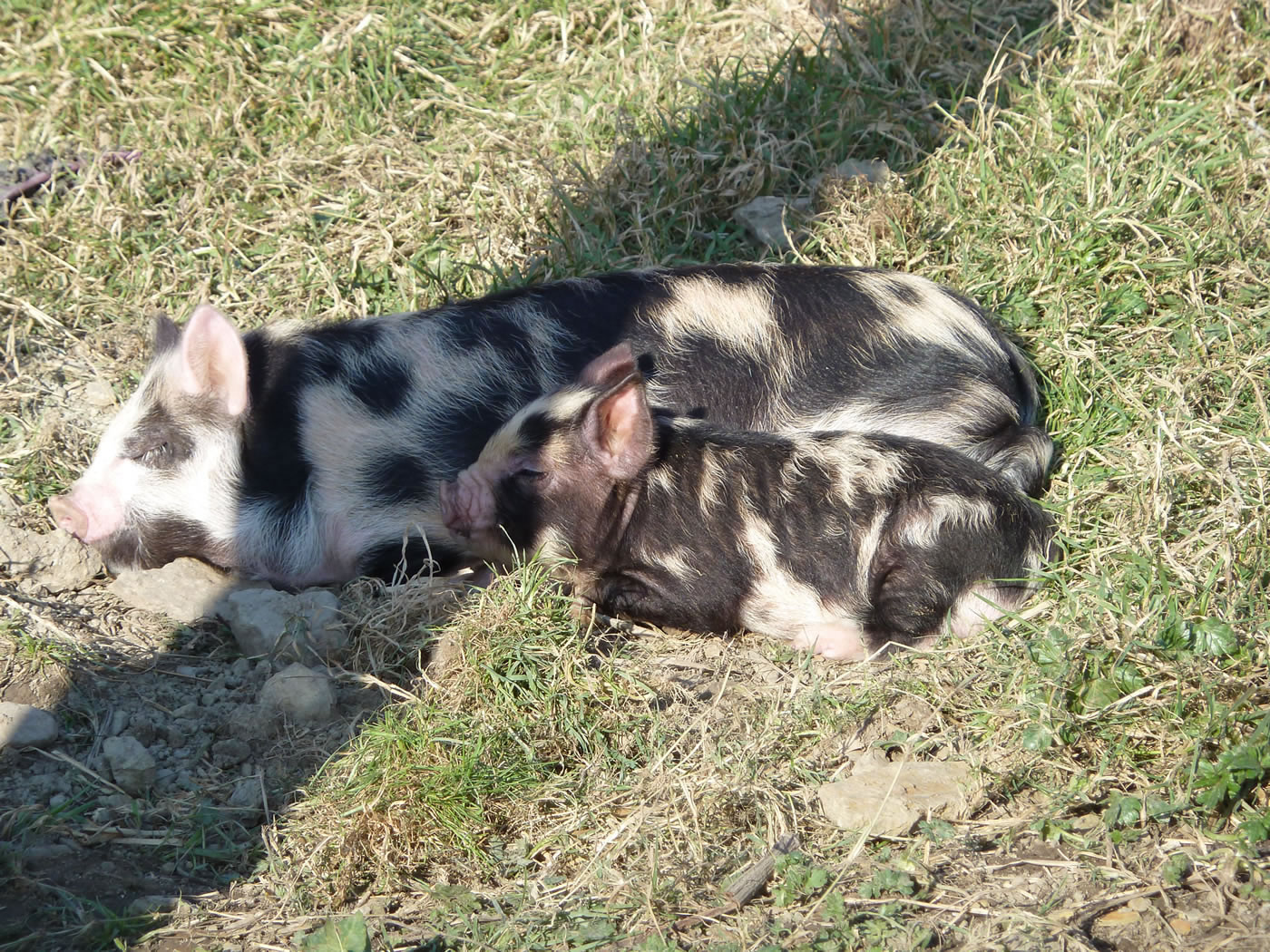 Picture of Buddy and Geordie, pet kunekune pigs.