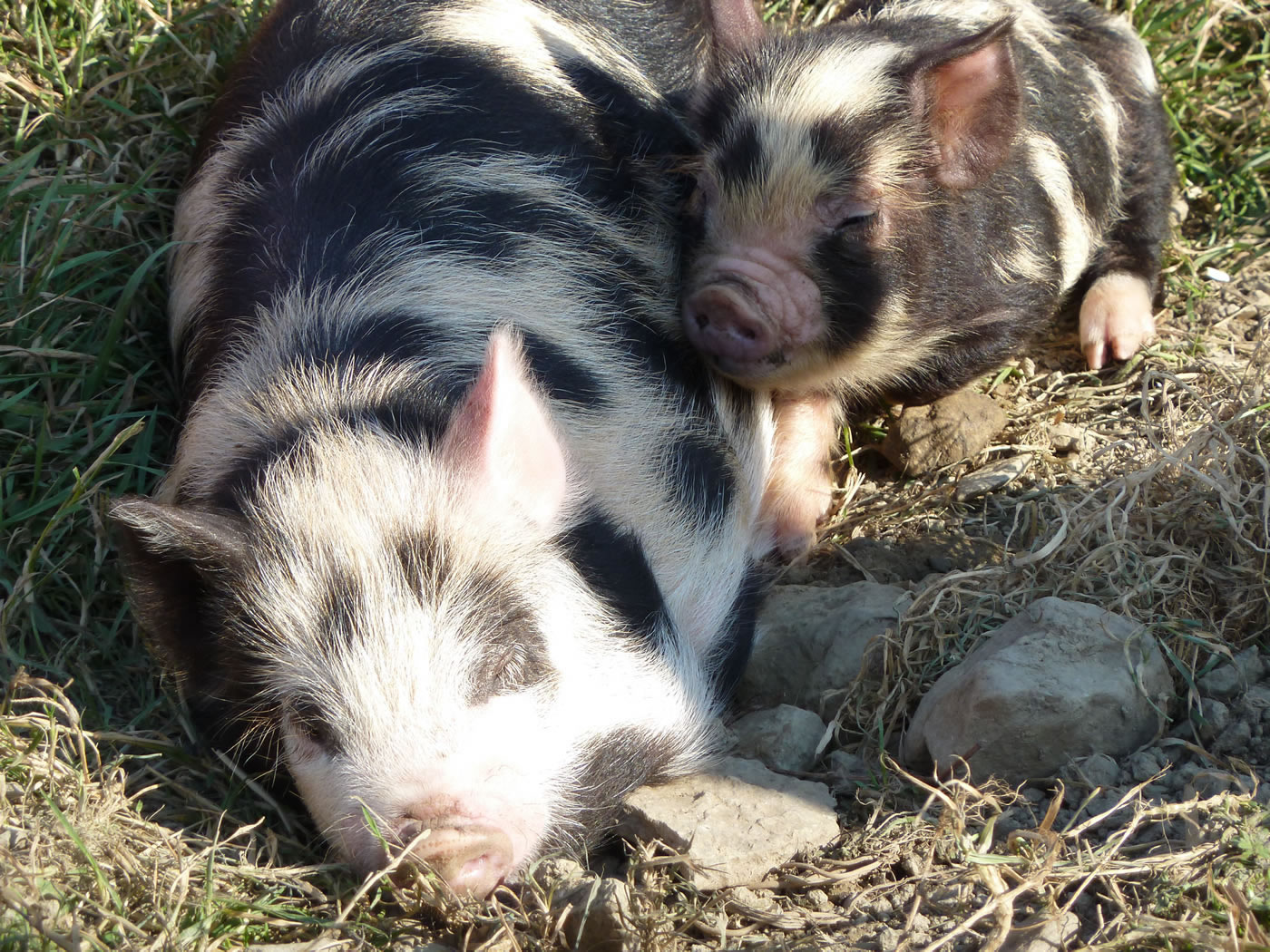 Picture of two pals together, pet pigs sleeping in the sunshine