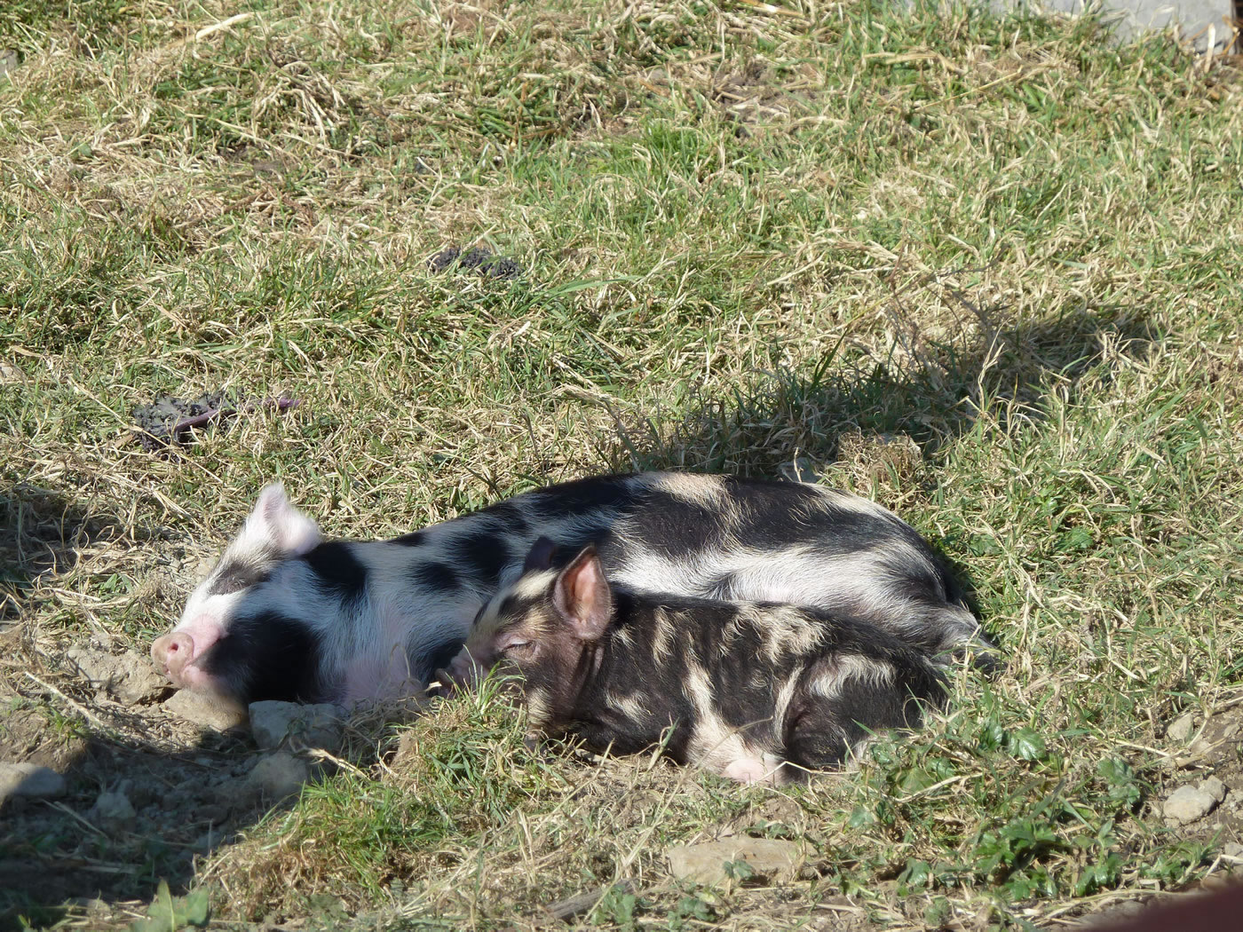 Picture of Pet pigs Geordie and Buddy enjoying lying in the sunshine.