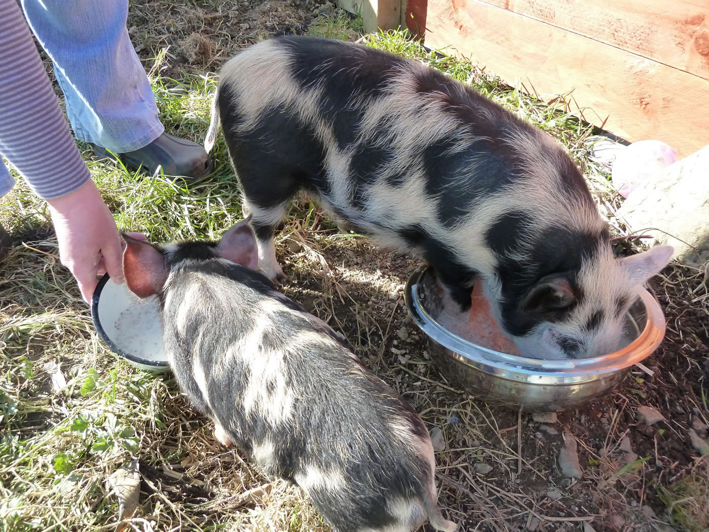 Picture of our pet pigs eating lunch.