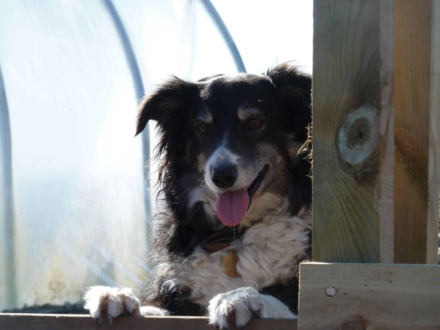 Picture of my collie, Tibby, watching our pet pigs.