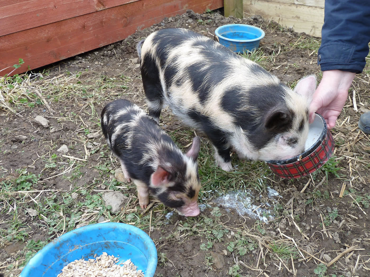 Picture of Pet pigs Geordie and Buddy getting fed while out in their outdoor run.