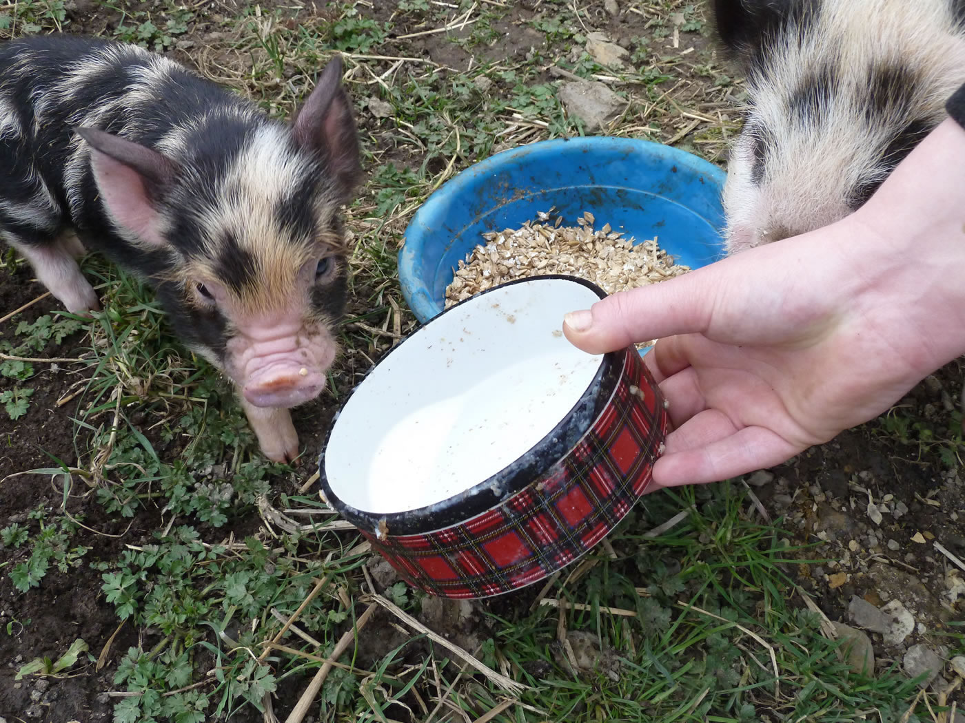 Picture of our pet pigs being fed their milk and weetabix along with cooked barley.