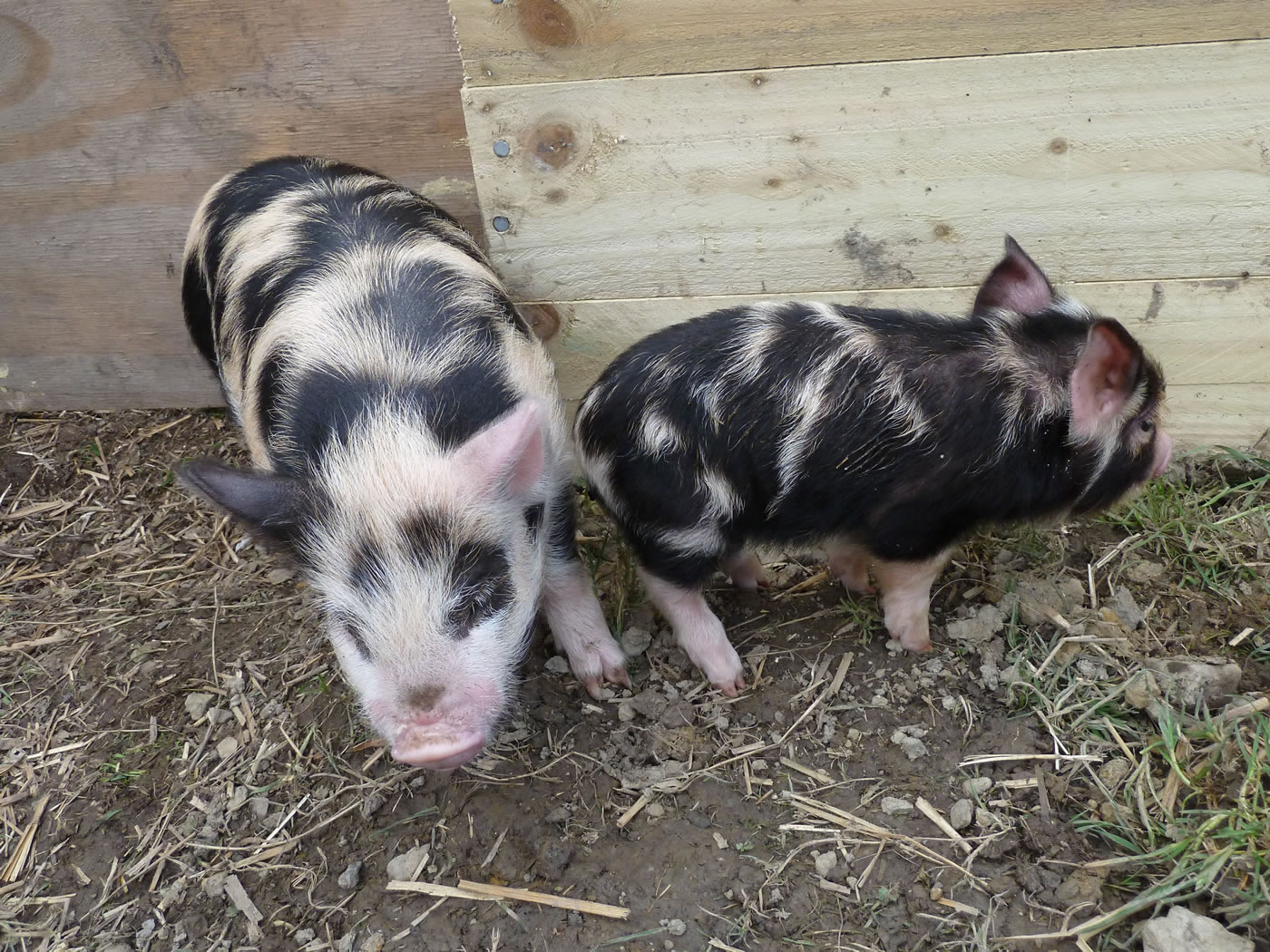 Picture of Pet kunekune pigs Geordie on the left and Buddy outside in their run during the day