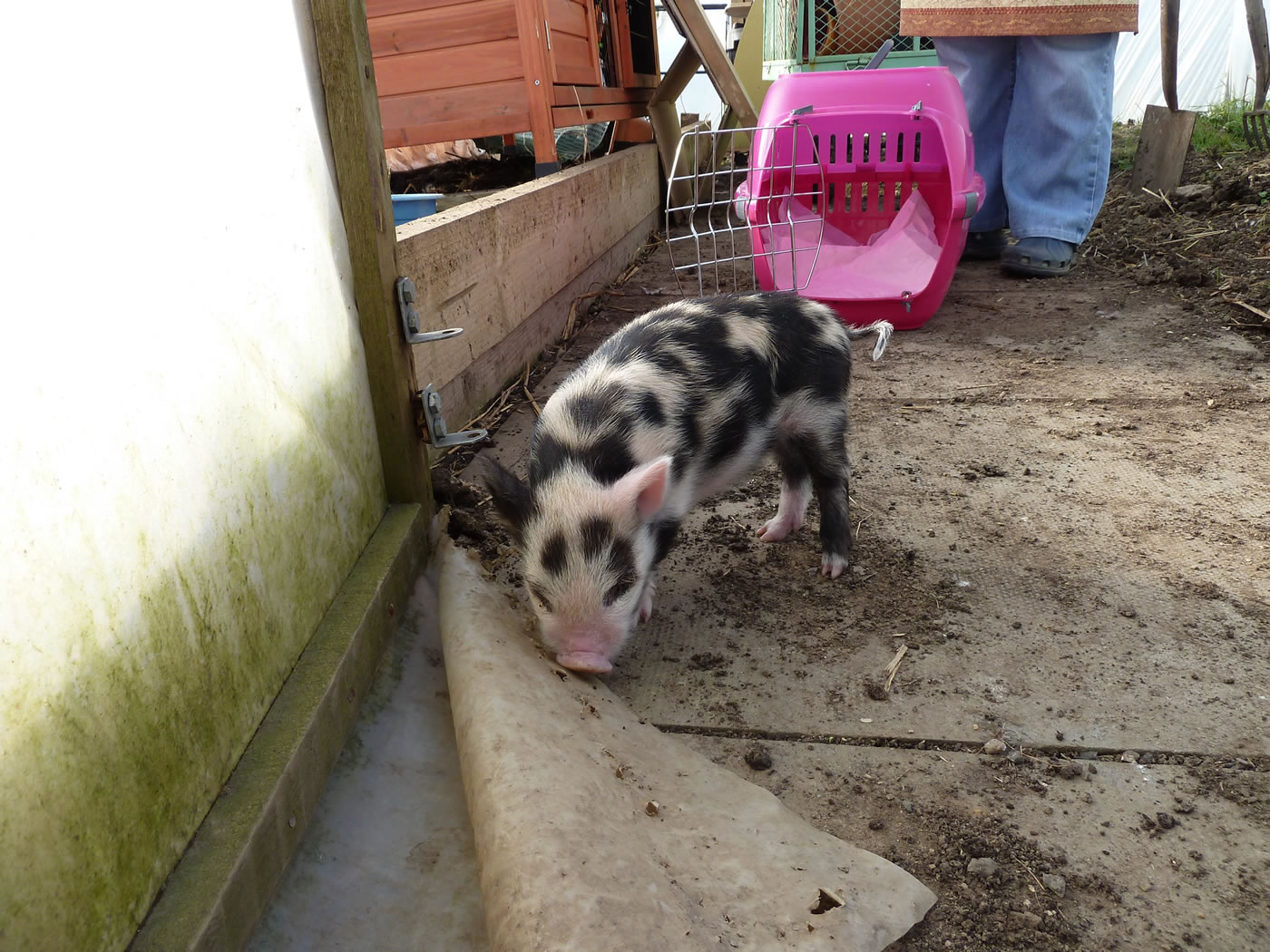 Picture of 15 day old Pet Kunekune pig outside on the croft.
