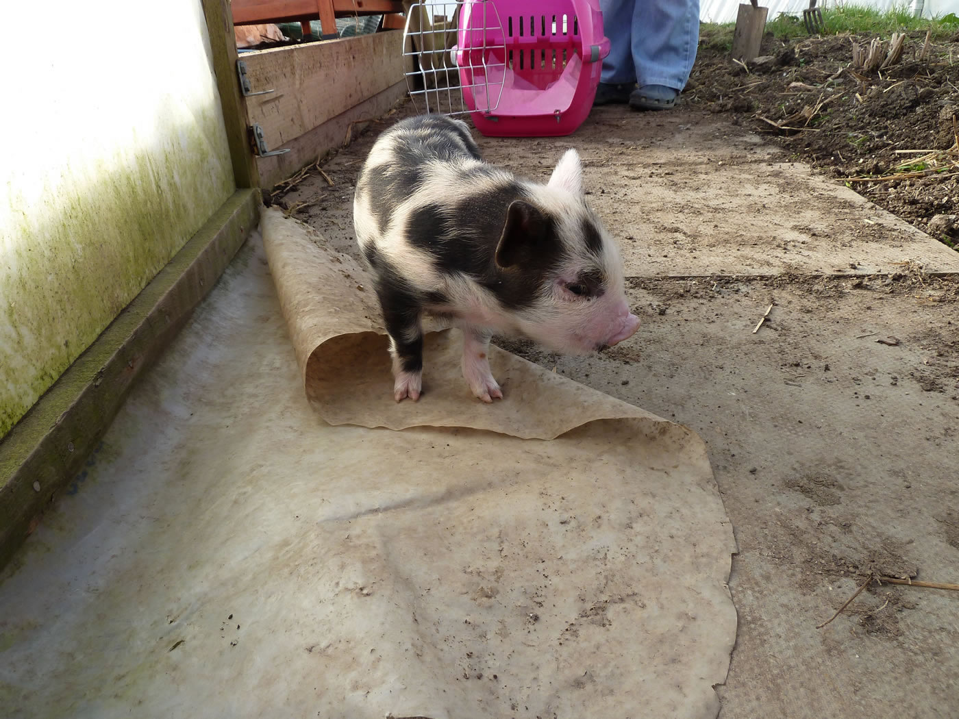 15 day old Pet pig now getting outside for short periods