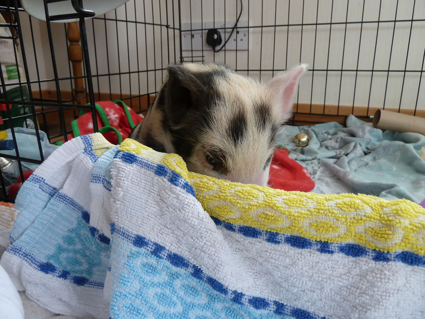 Picture of 4 week pet Kunekune pig putting on that he is shy.