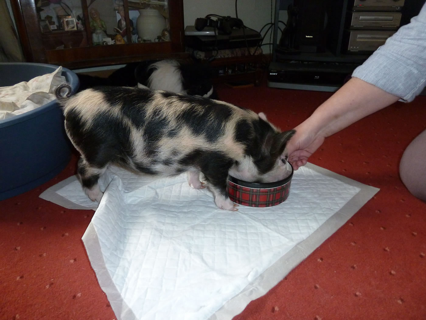 Picture of Pet Kunekune pig getting fed up being kept in a cage.