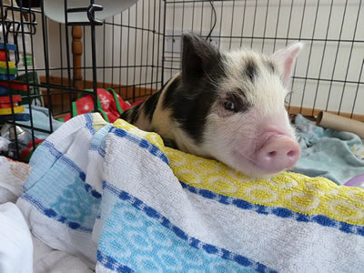 4 week old pig