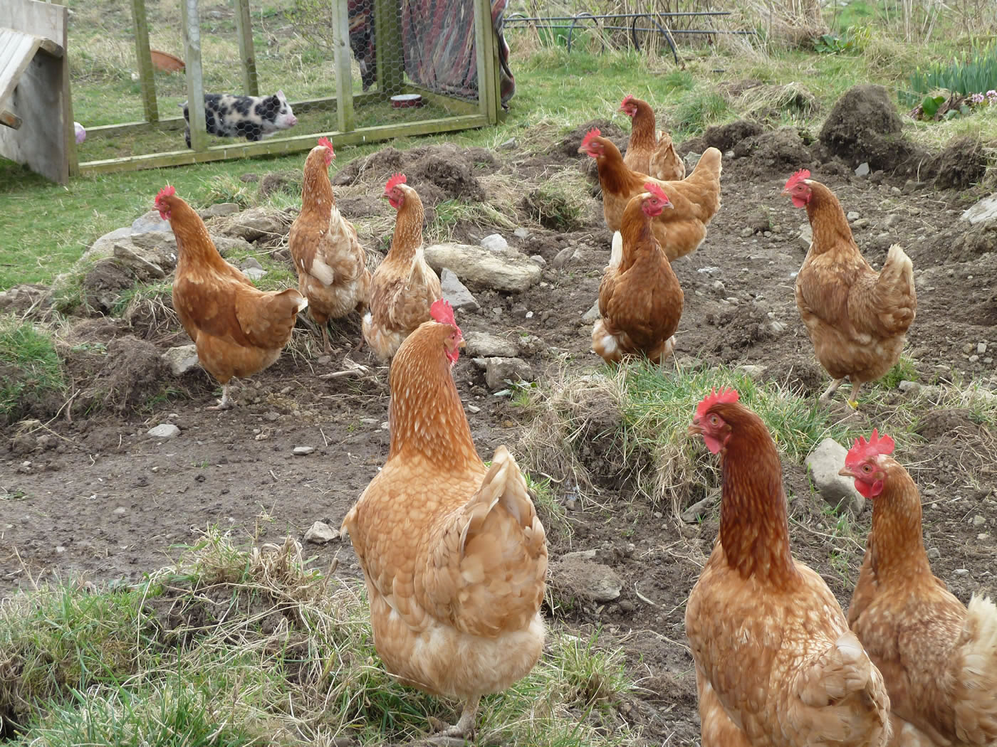 Picture of chickens being very curious about the new arrival on the croft.