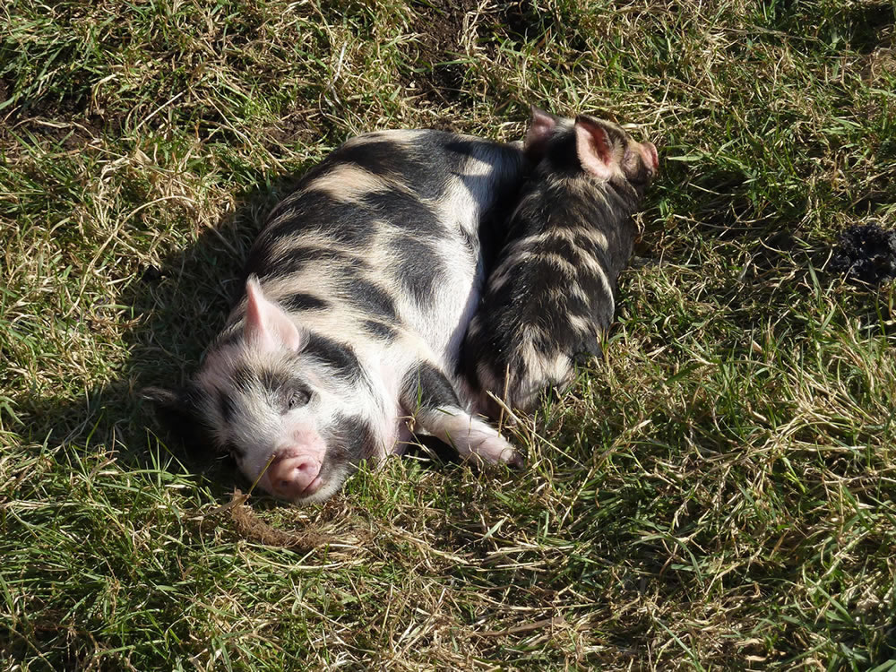 Picture of pet kunekune pigs Buddy and Geordie lying in the sunshine