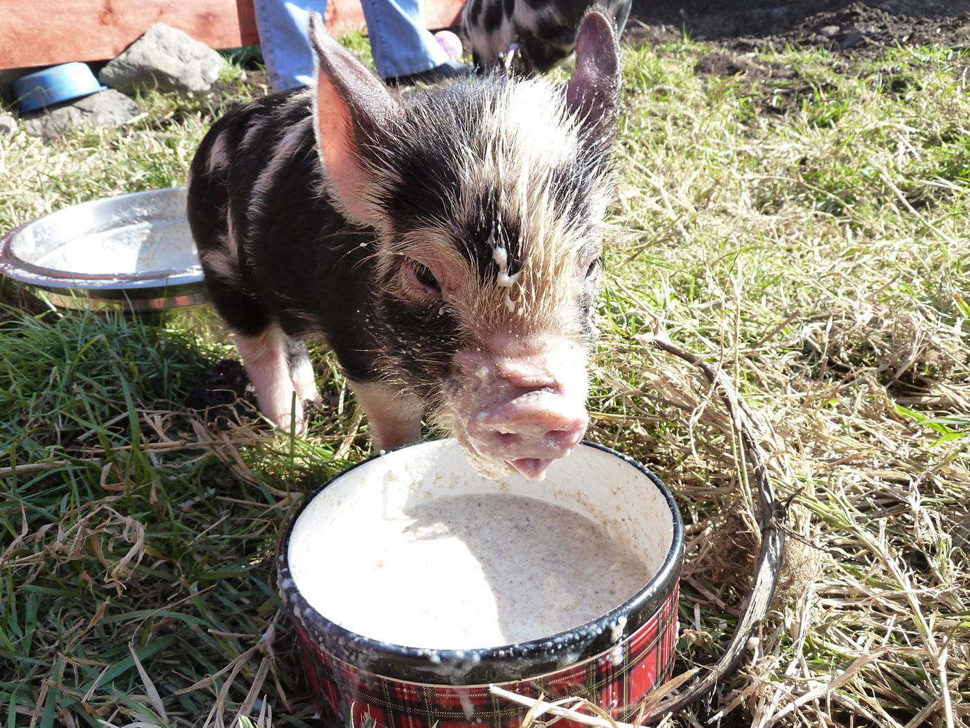 Picture of pet kunekune pigs Buddy eating his food - milk with weetabix