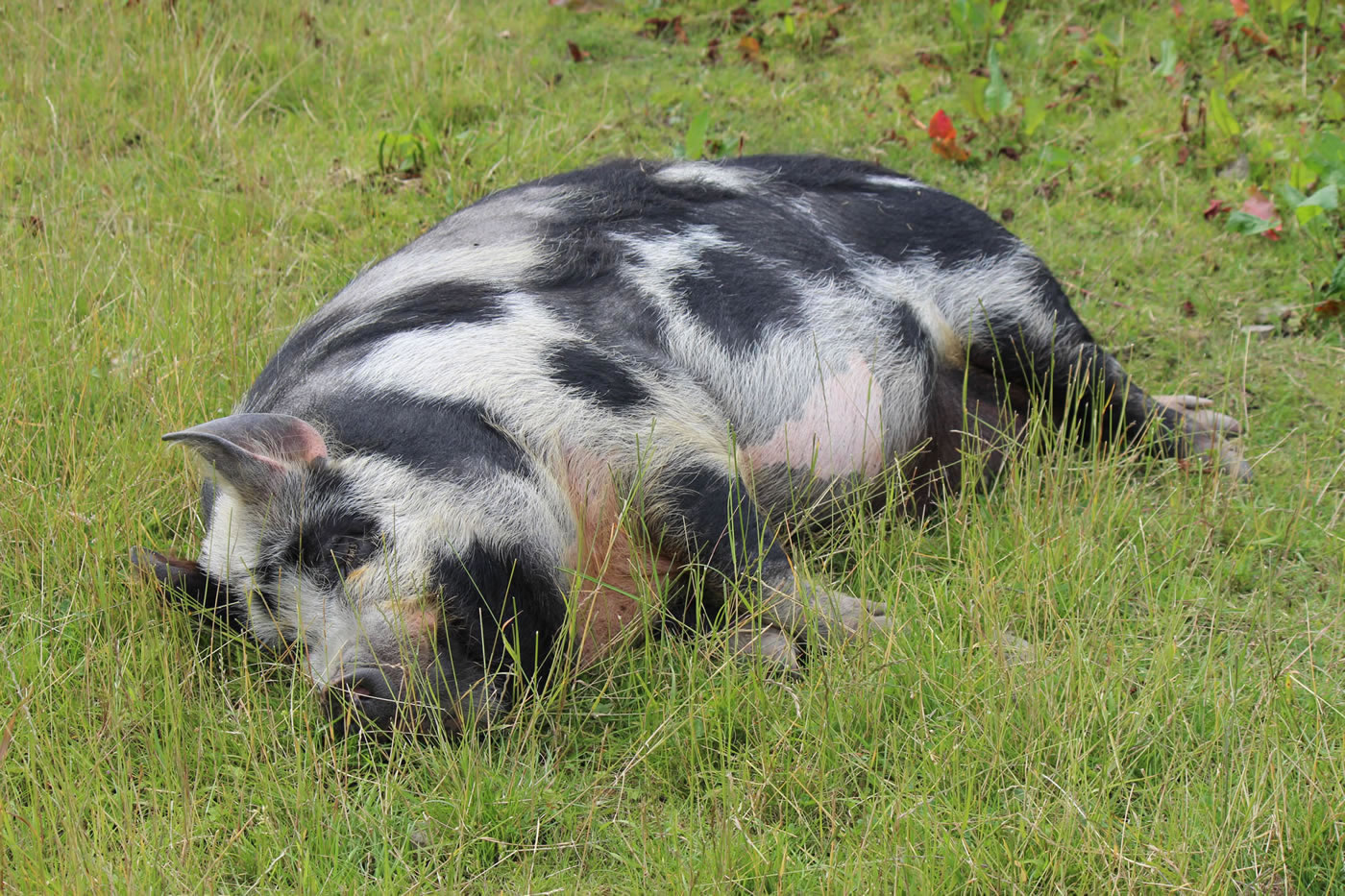 Picture of our kunekune pig - Geordie, lying on grass enjoying the sunshine