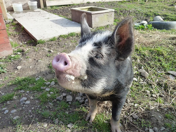 Picture of Buddy, our pet pig, waiting for a treat.