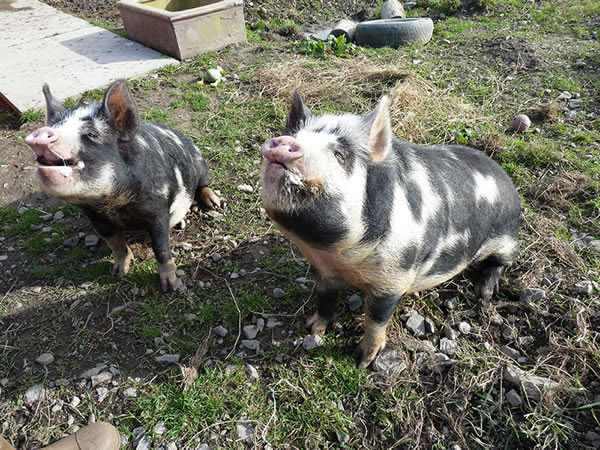 Picture of Geordie and Buddy, our pet pigs, doing a sit and waiting for a treat.