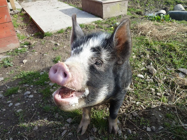 Picture of kunekune pigs at 6 months old, doing a sit, waiting for a treat.