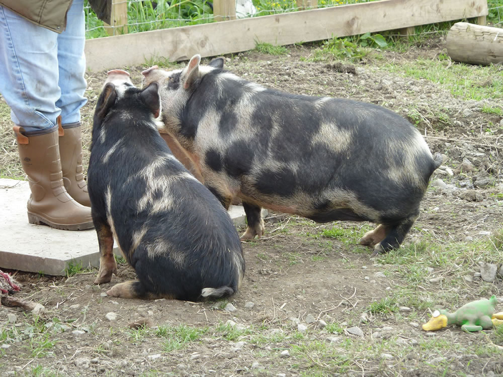 Picture of kunekune pigs at 7 months old, waiting for a treat.