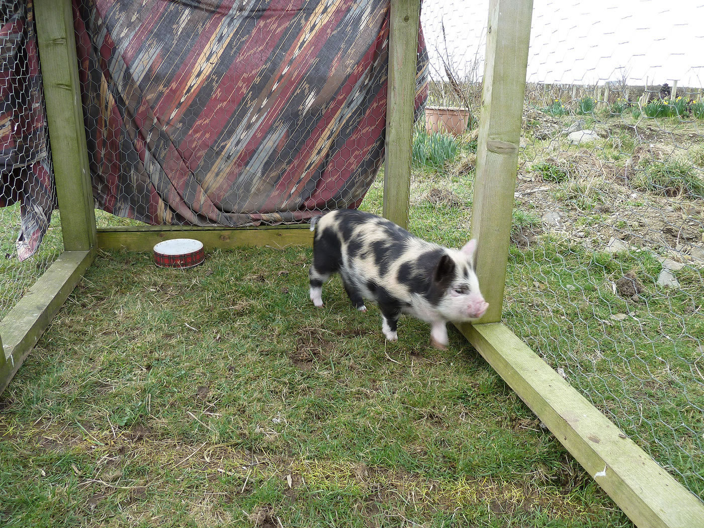 Picture of 5 week old pet pig in his temporary outdoor run during the day