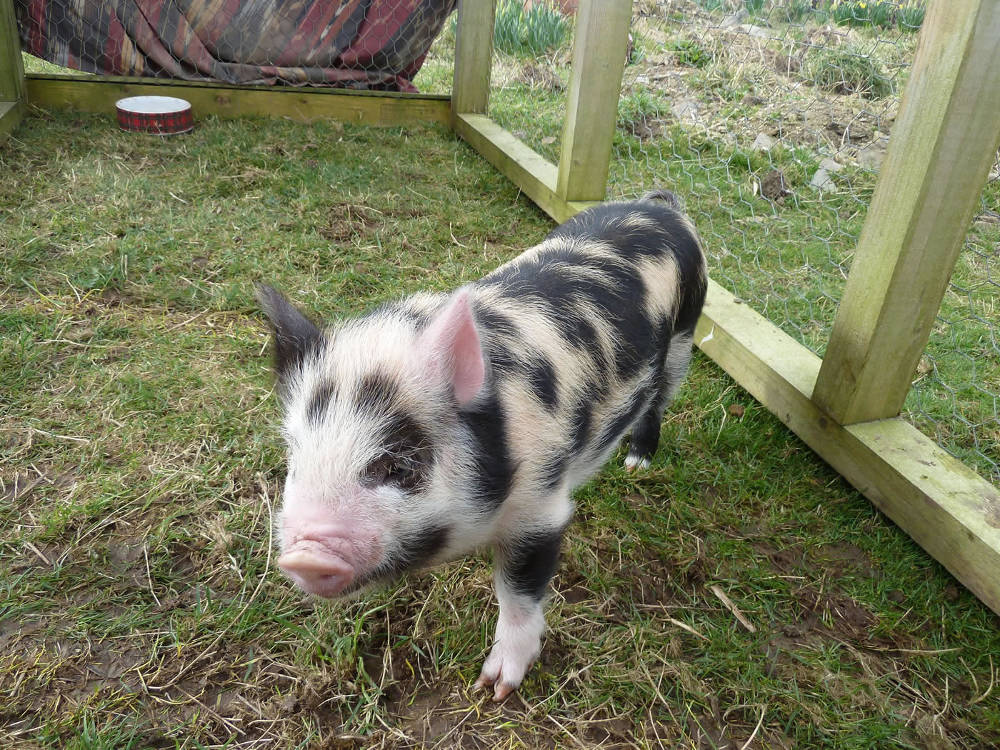 Picture of our 5 week old pet pig in a temporary outdoor run during the day