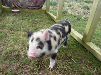 4 week old pig in outdoor run