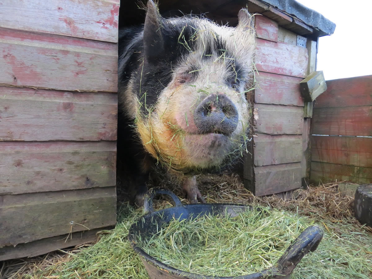Picture of Geordie our kunekune pig. He is snacking on dried grass.