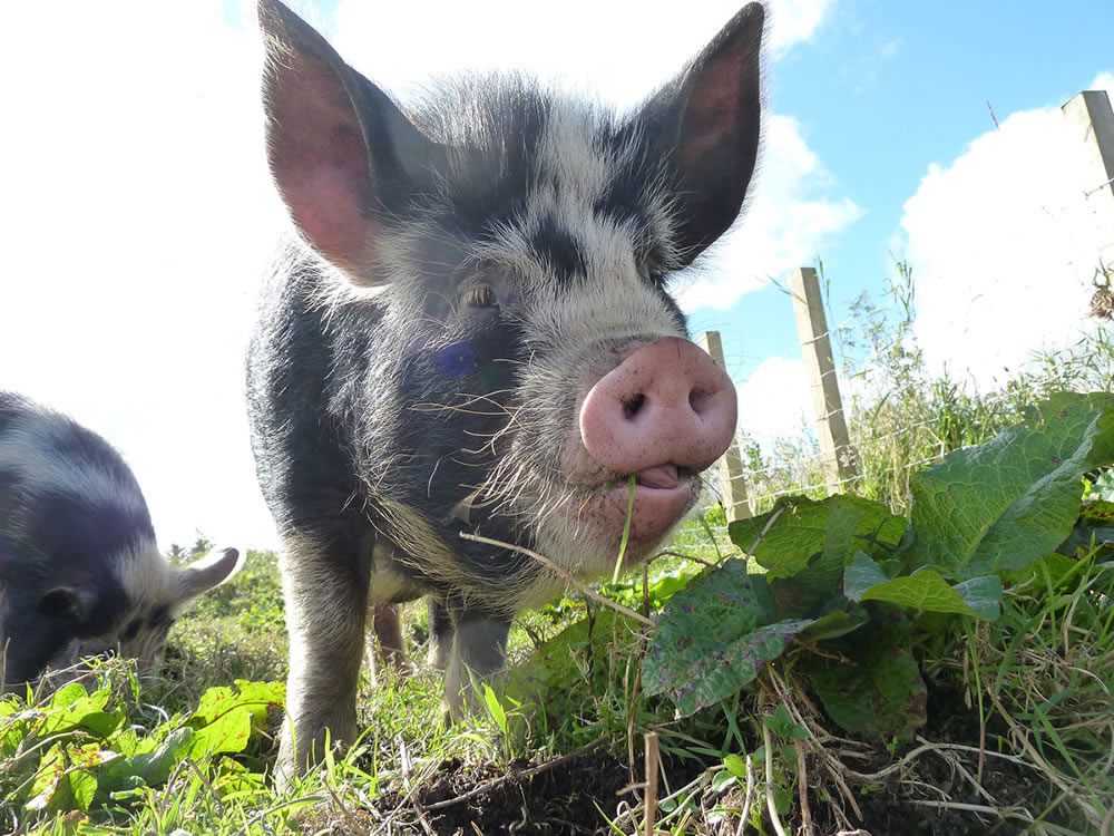 Picture of our pet pig outside eating grass in the pig field
