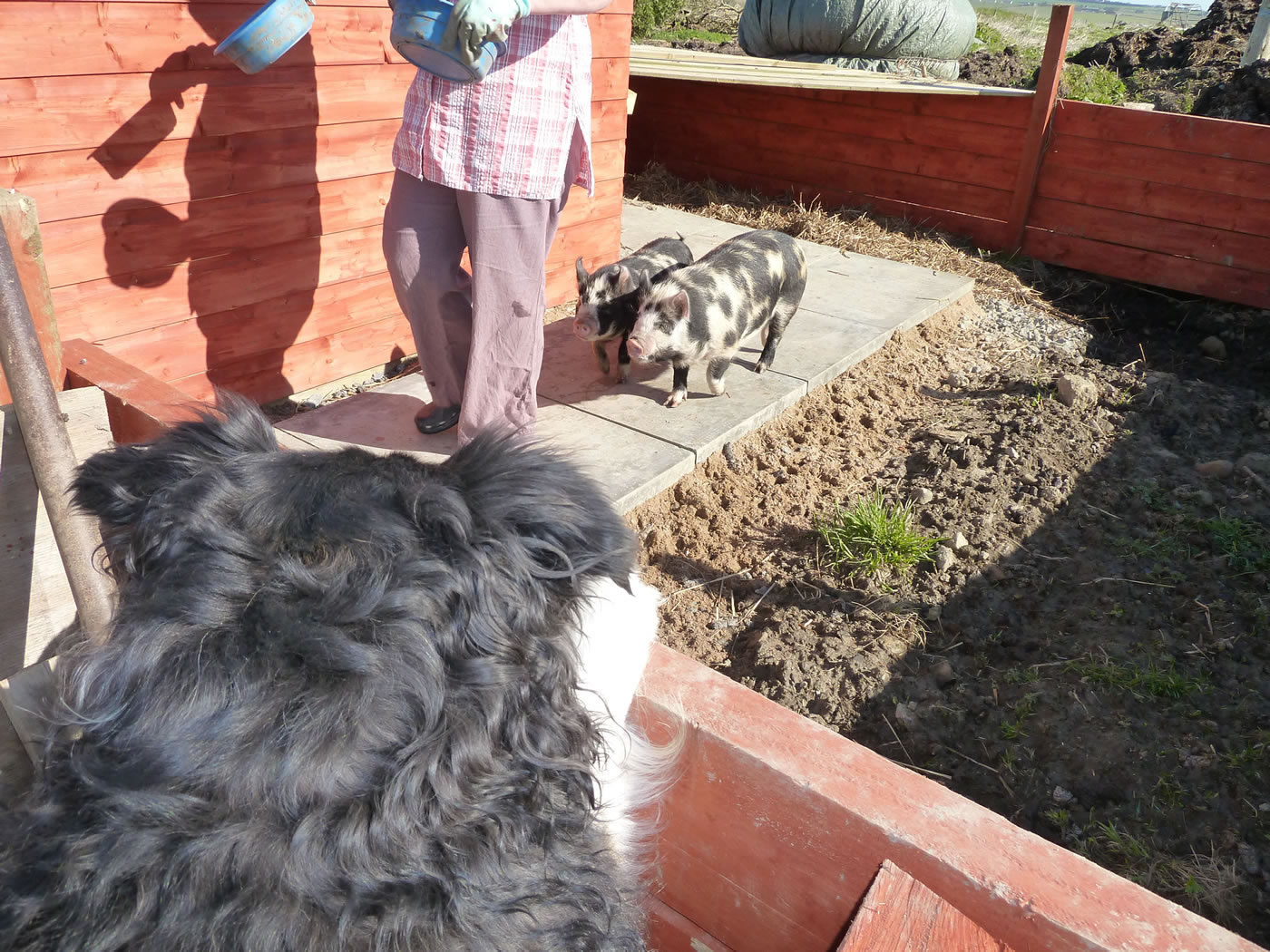 Picture of Sheepdog collie, Tibby, watching the young pet pigs