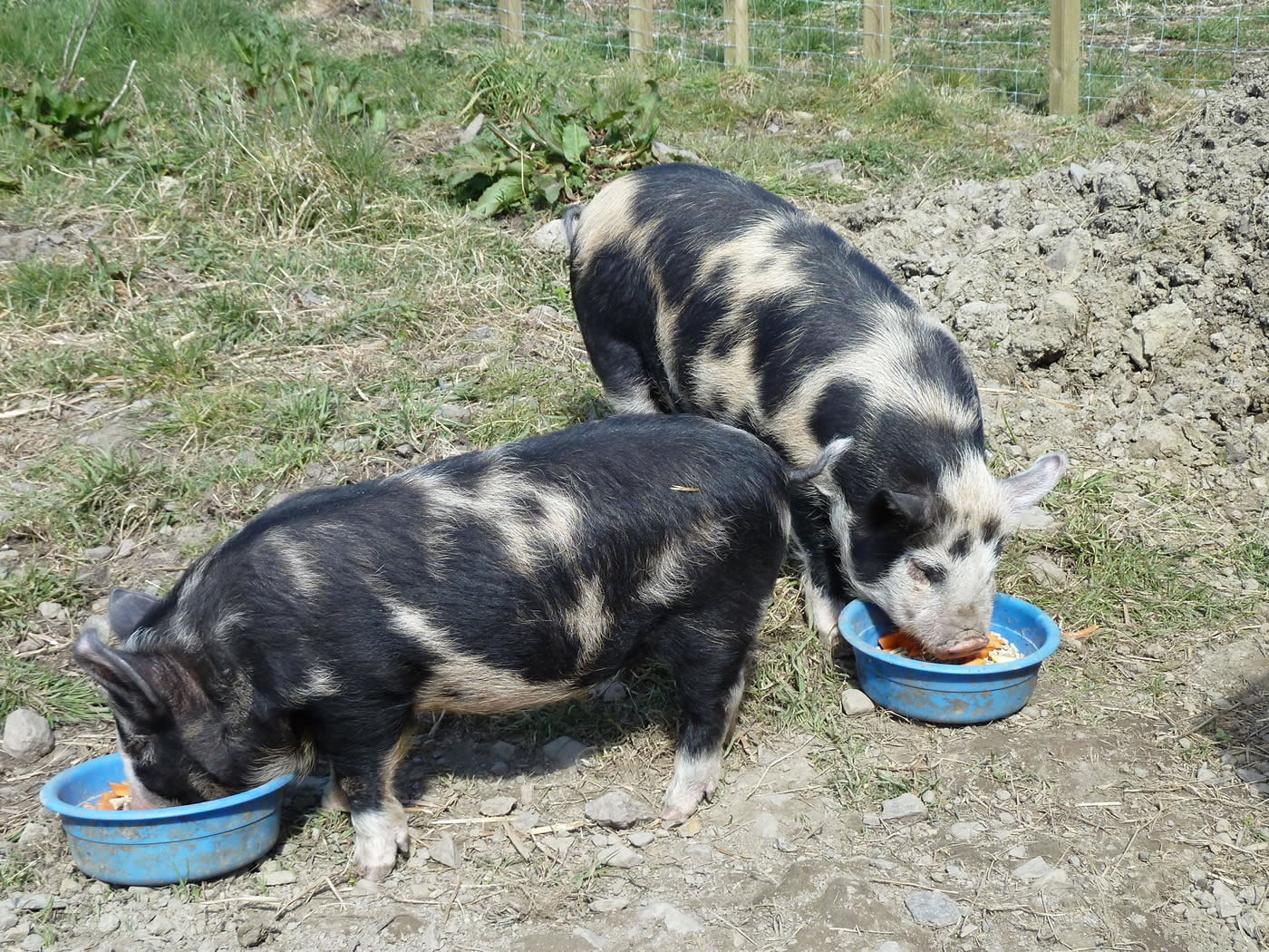 Picture of our pet pigs eating their breakfast.