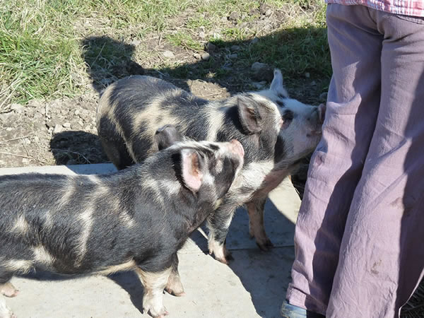 Picture of our two pet pigs waiting for their breakfast.