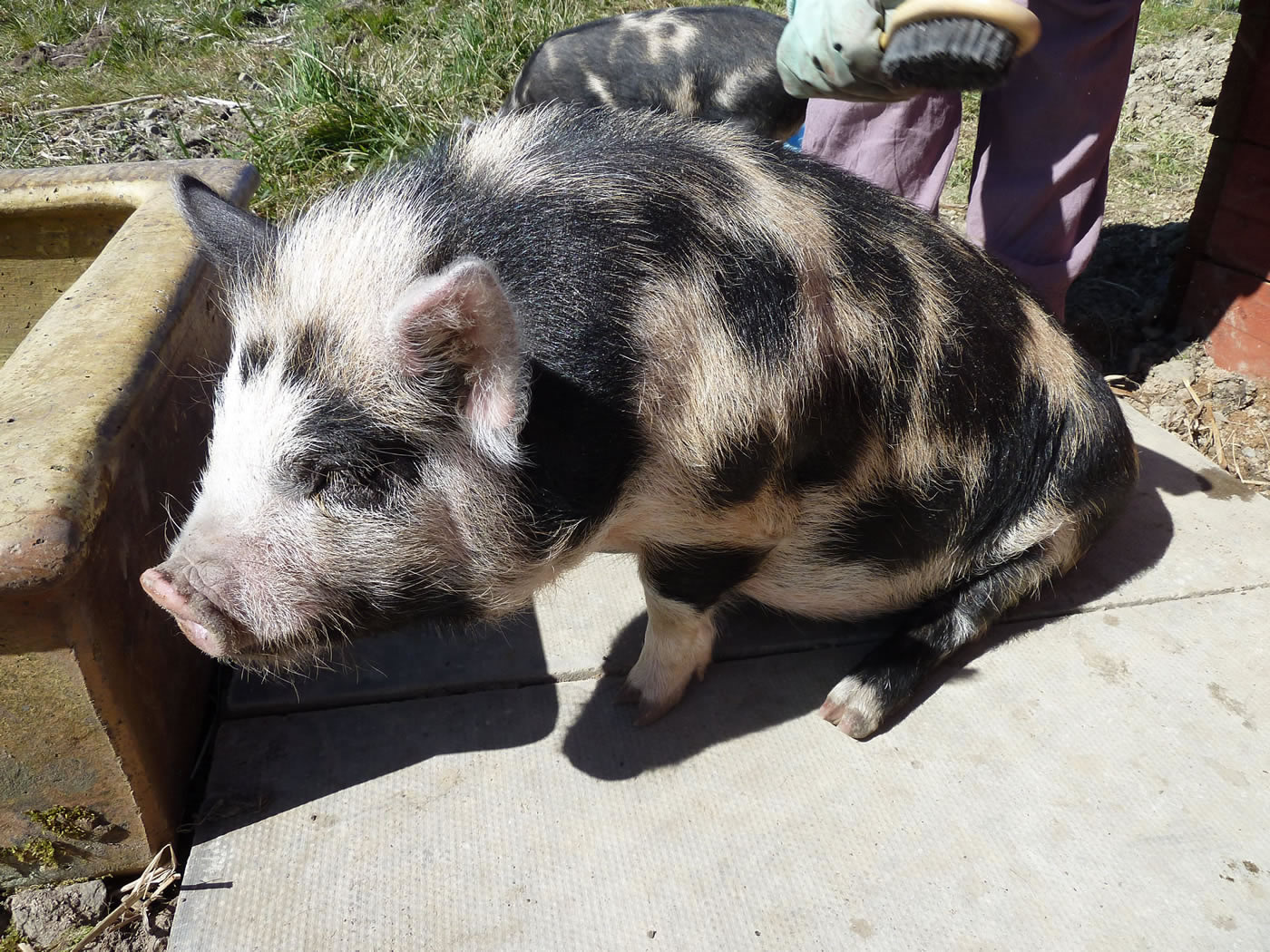 Picture of Geordie, our pet kunekune pig, getting brushed.