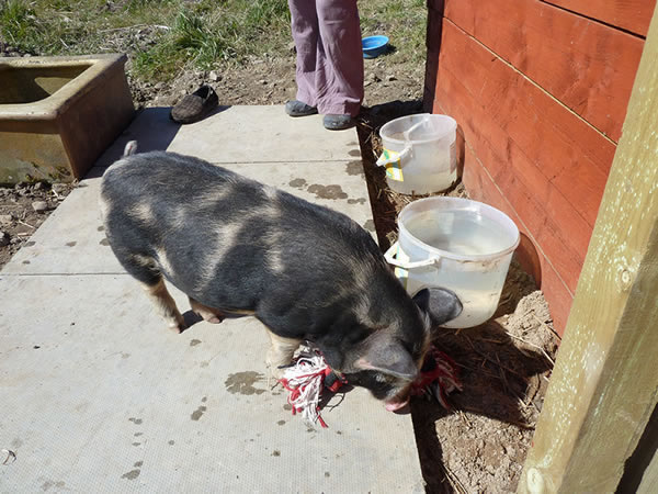 Picture of Buddy, our pet kunekune pig playing with a toy.