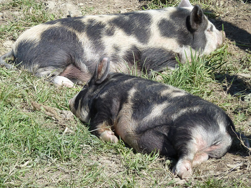 Picture of our pet pigs sleeping in the sunshine.