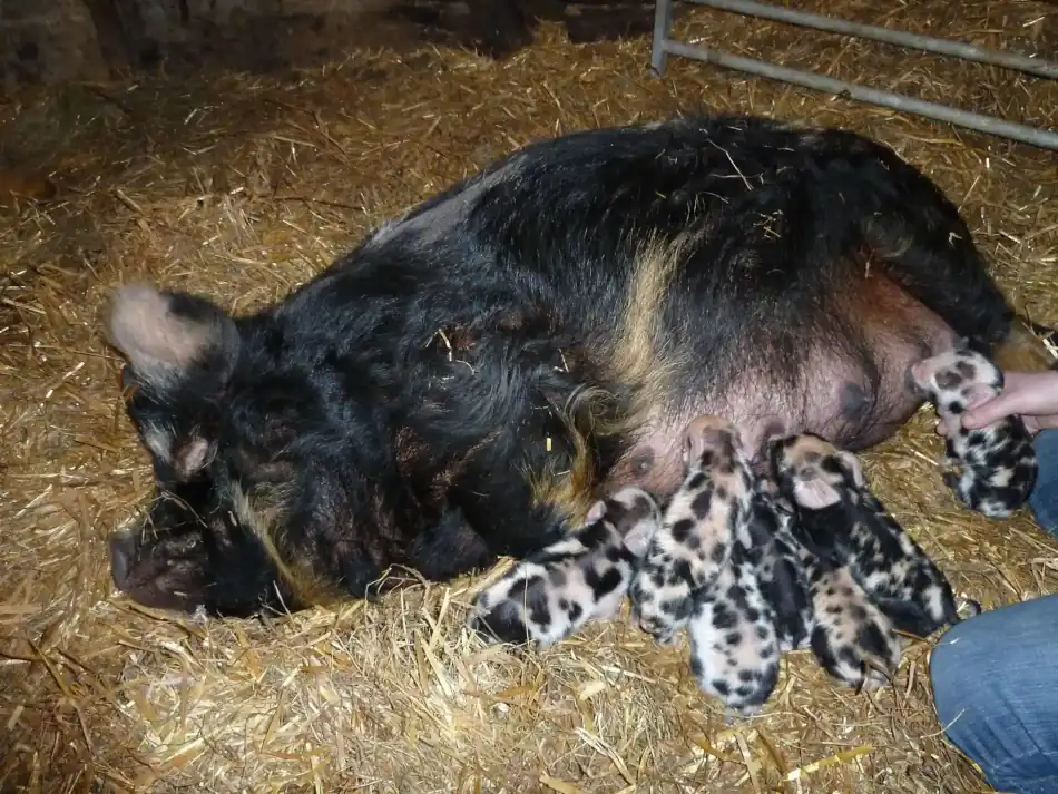 Newly born kunekune piglets with their mum