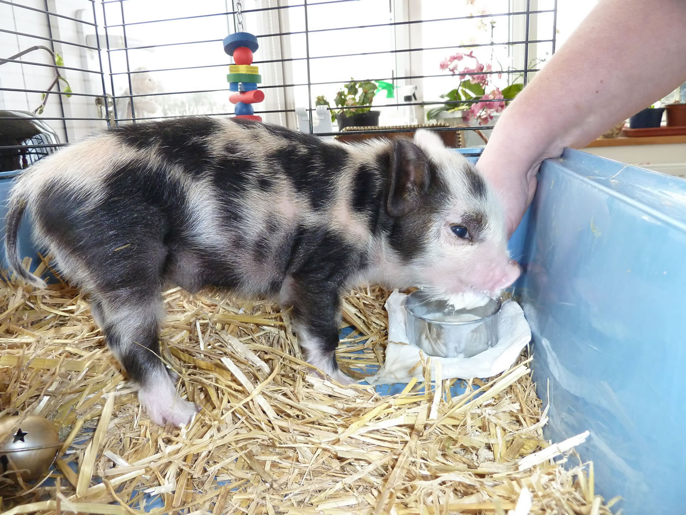 Picture of 10 day old Pet Kunekune piglet being fed his milk.