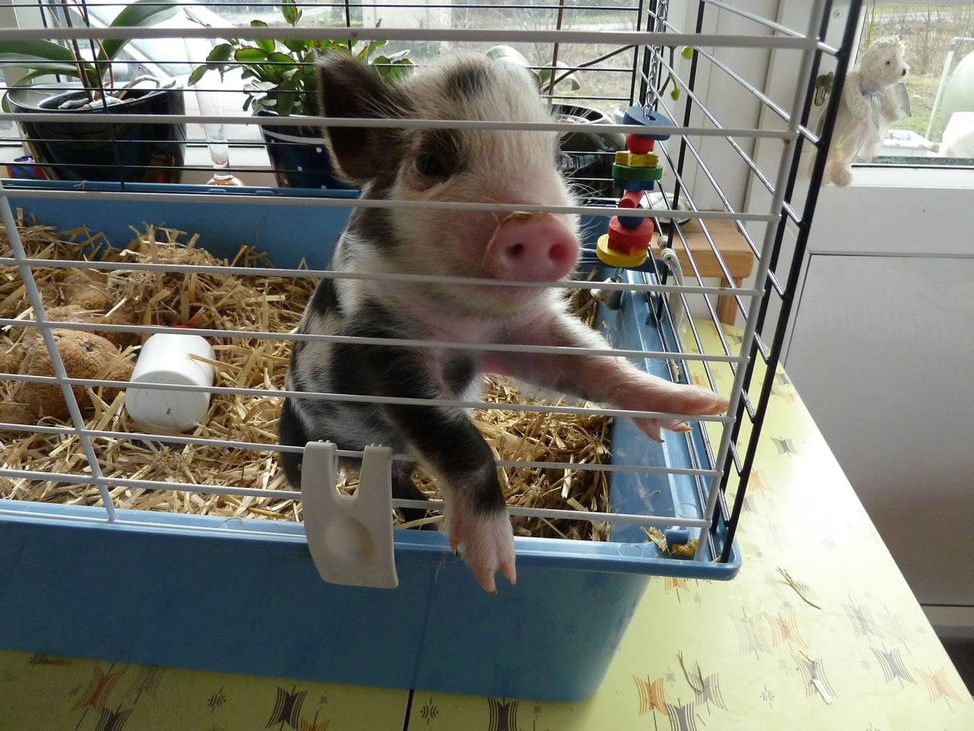 Picture of Geordie as a 10 day old piglet