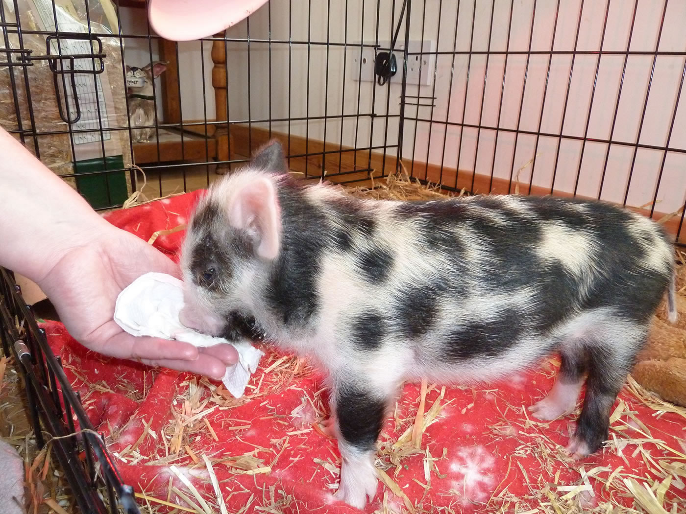 11 day old Pet pig in big dog cage