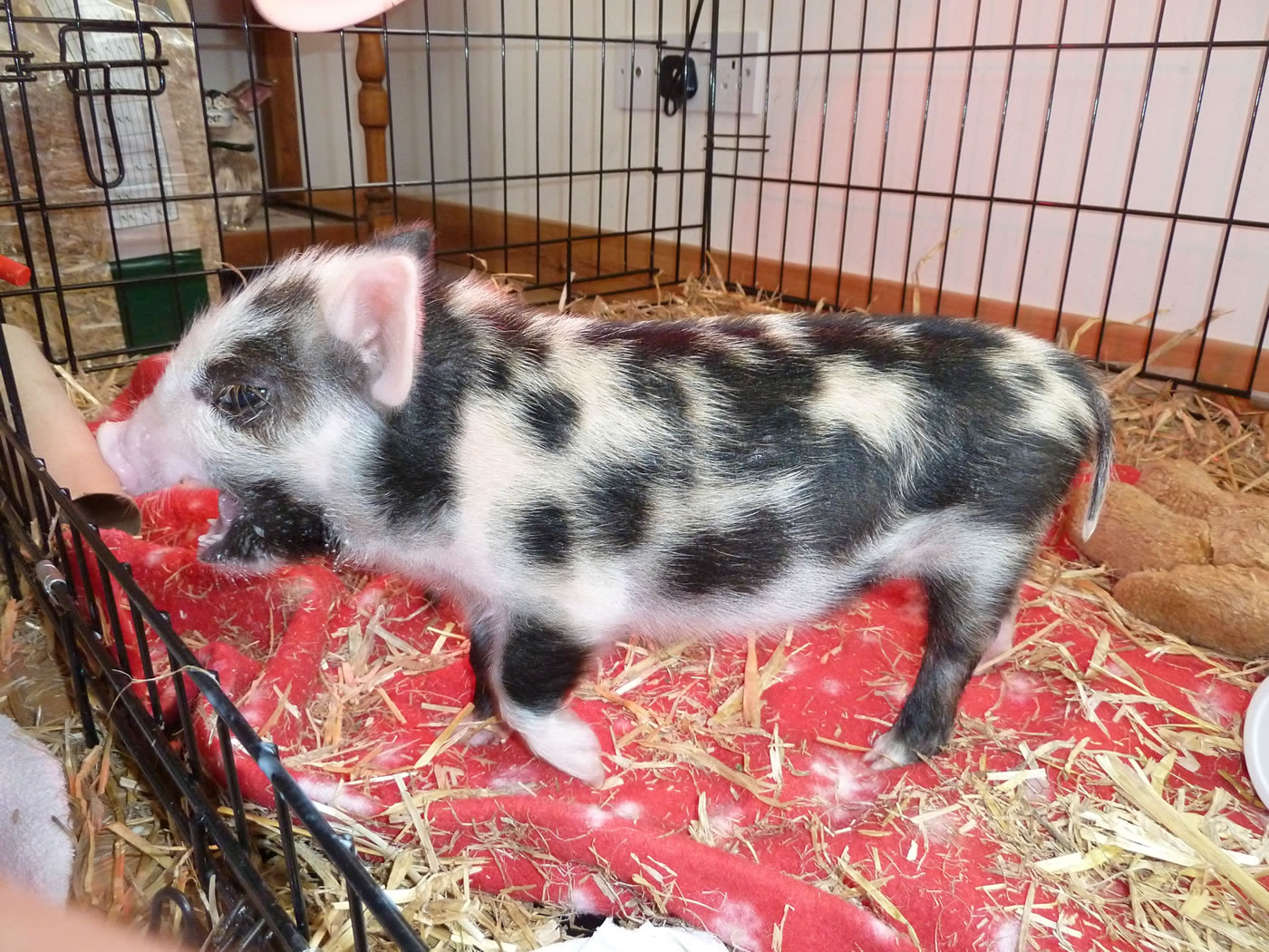 Picture of 11 day old Pet Kunekune pig.