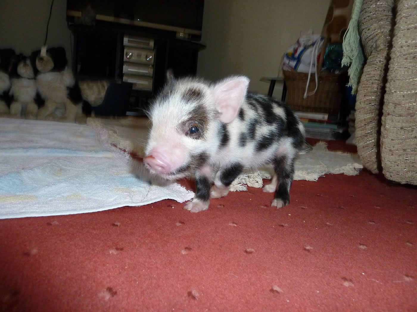 Picture of Geordie as a 2 days old piglet