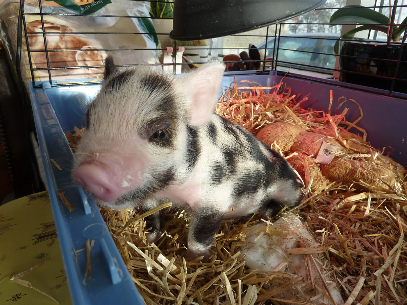 Picture of 9 day old Pet Kunekune piglet, Geordie