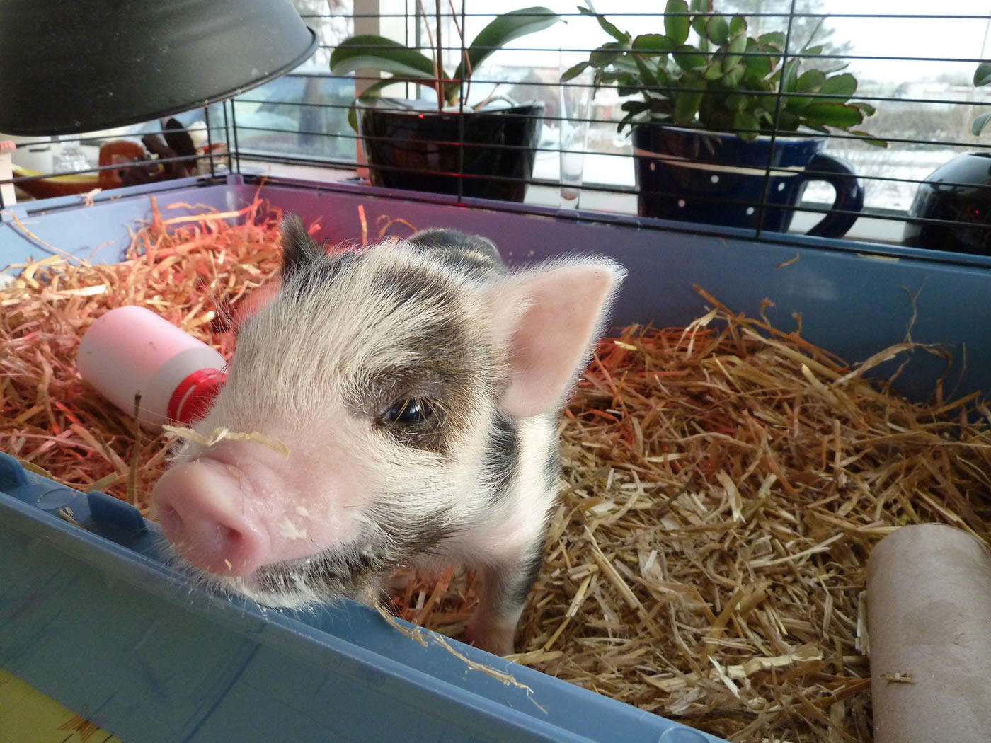Picture of Geordie as a 9 day old piglet