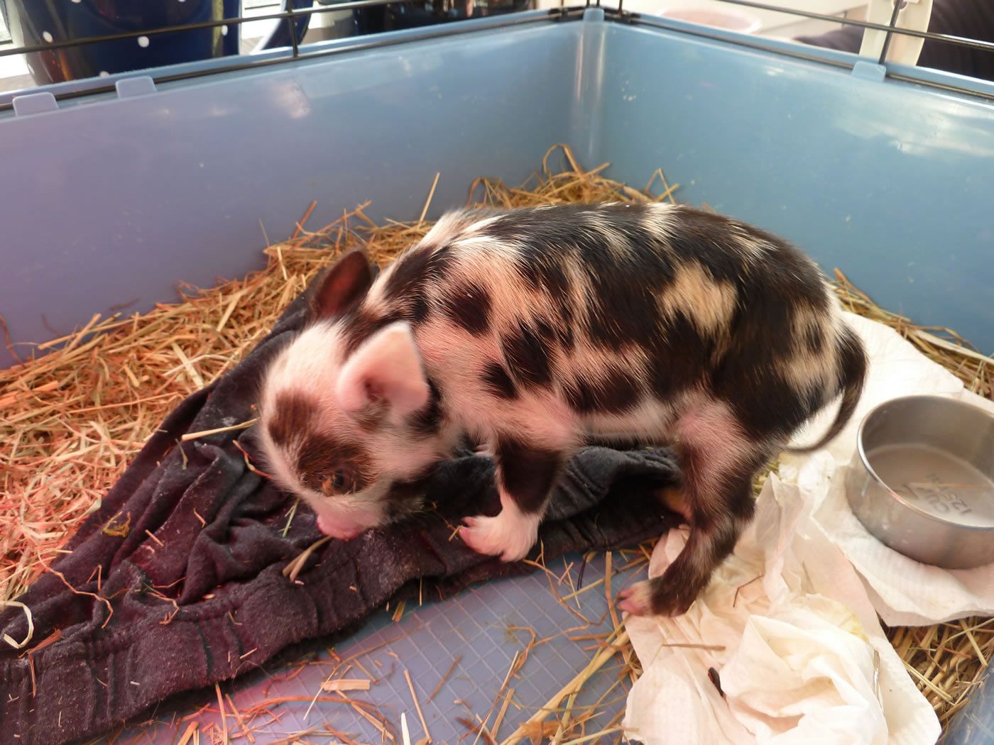 Picture of Geordie as 2 day old piglet