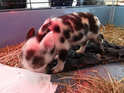 Cute 3 days old piglet