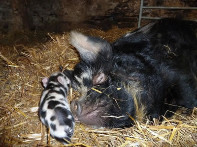 Kunekune pig with piglets