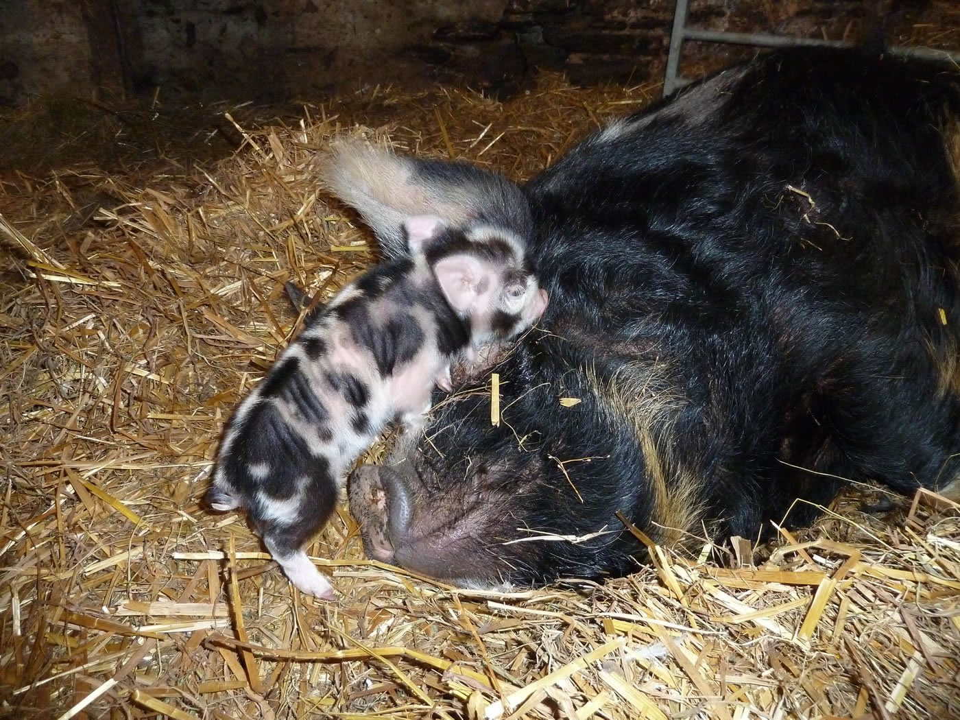 Kunekune piglets with mum, Picture 2