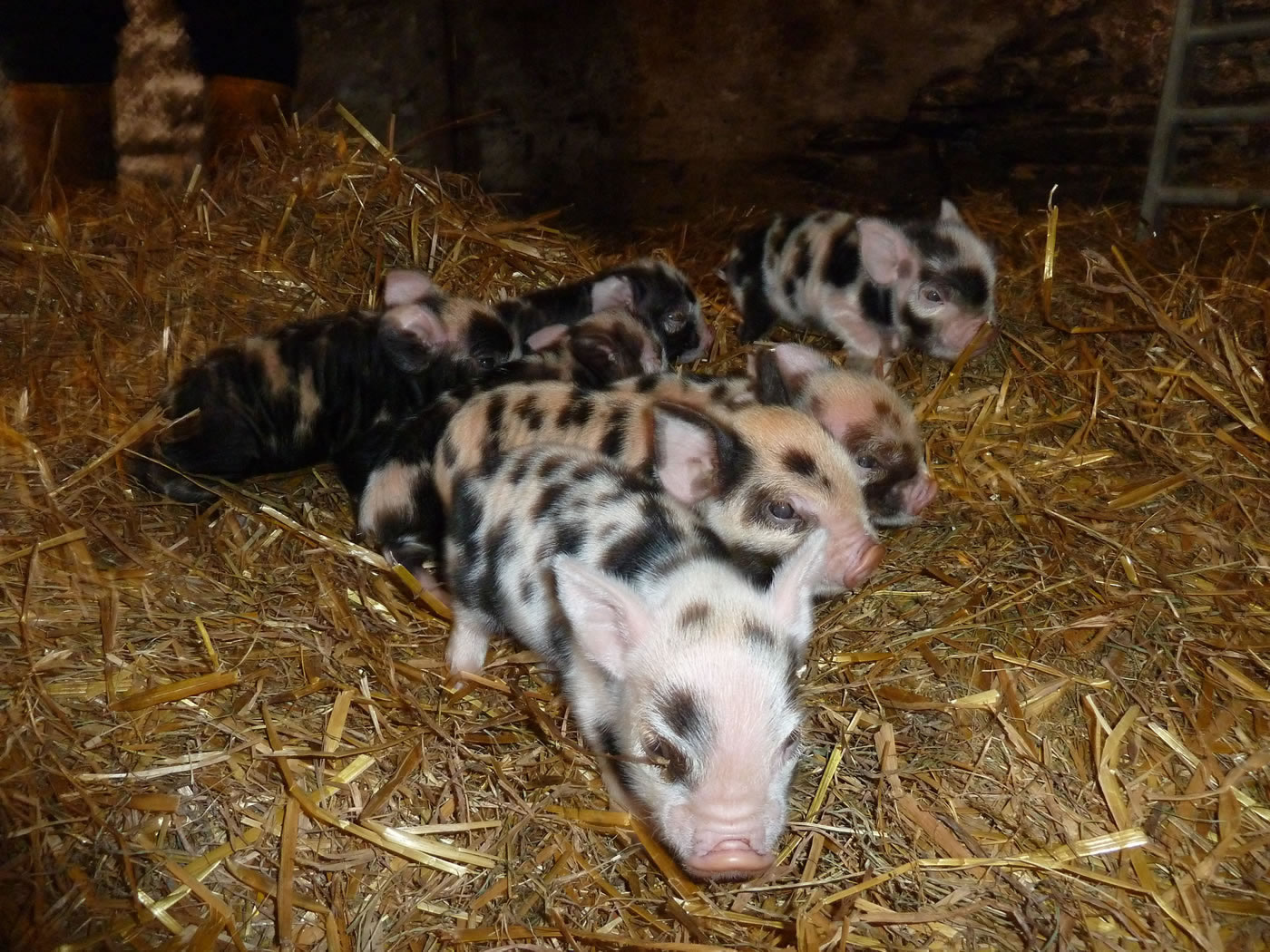 Kunekune piglets with mum, Picture 3
