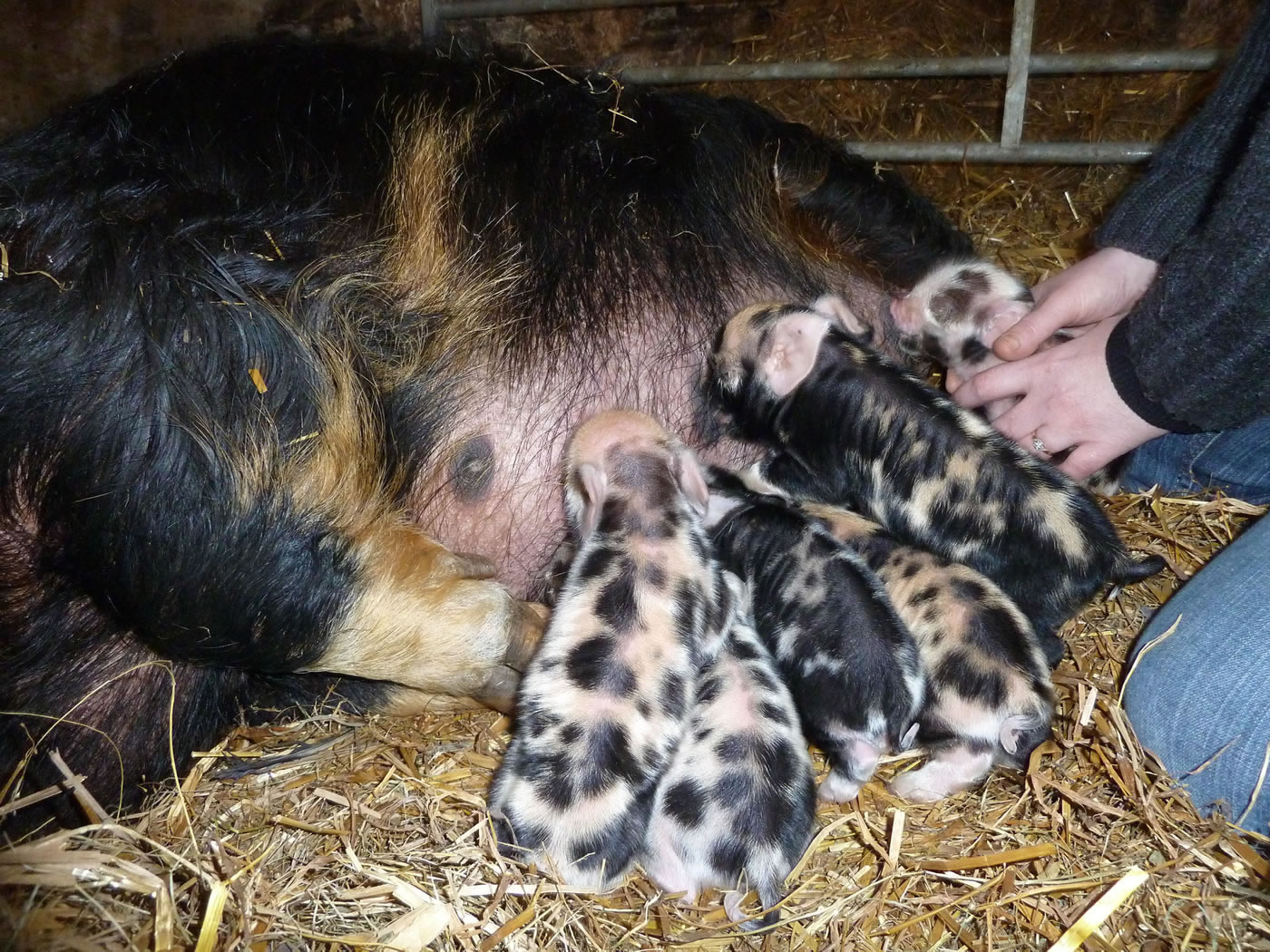 Kunekune piglets with mum, Picture 5