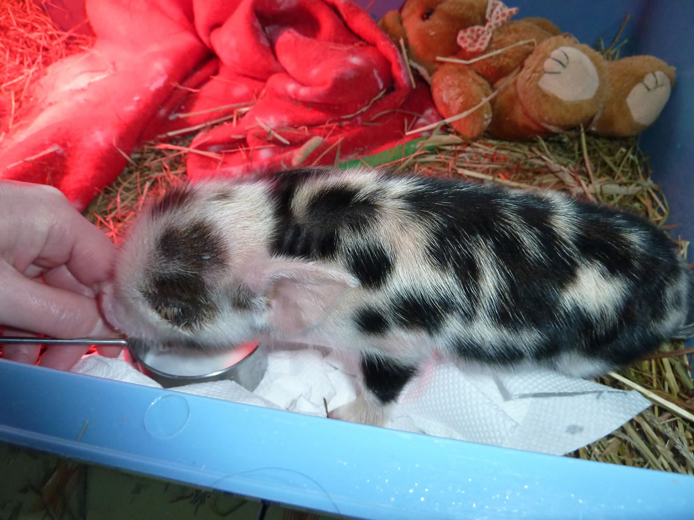 Picture of Geordie as a very young piglet being hand raised