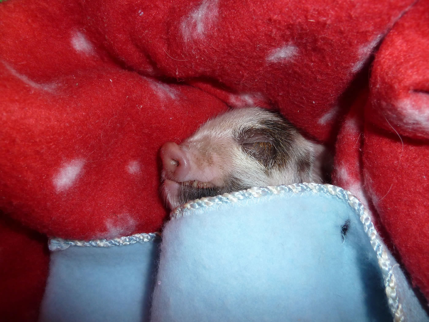 Picture of Geordie as a 1 day old piglet
